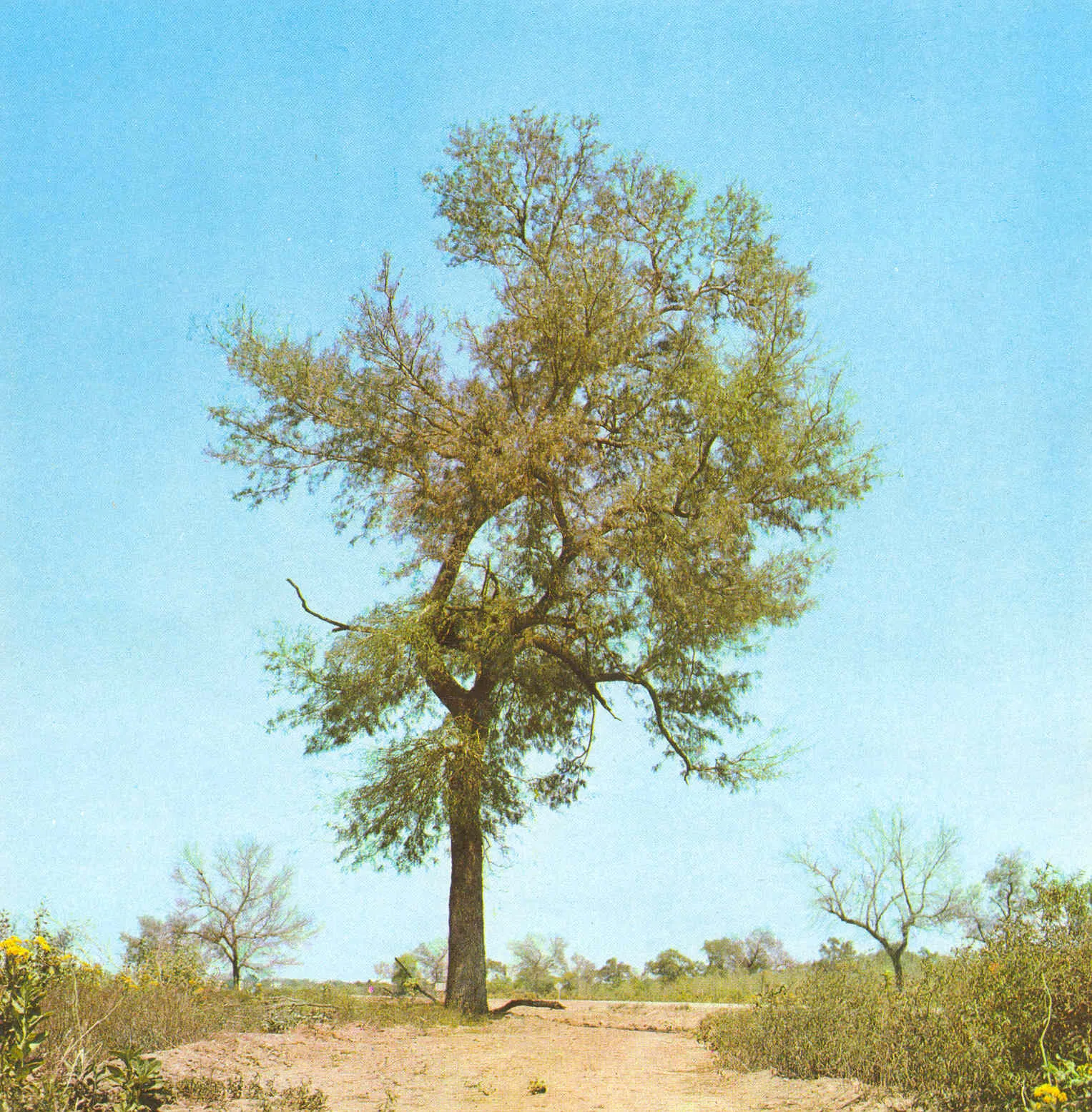 Quebracho colorado santiagueño